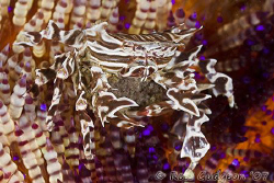 Zebra crab holding on to its eggs while hiding in a Fire ... by Ross Gudgeon 